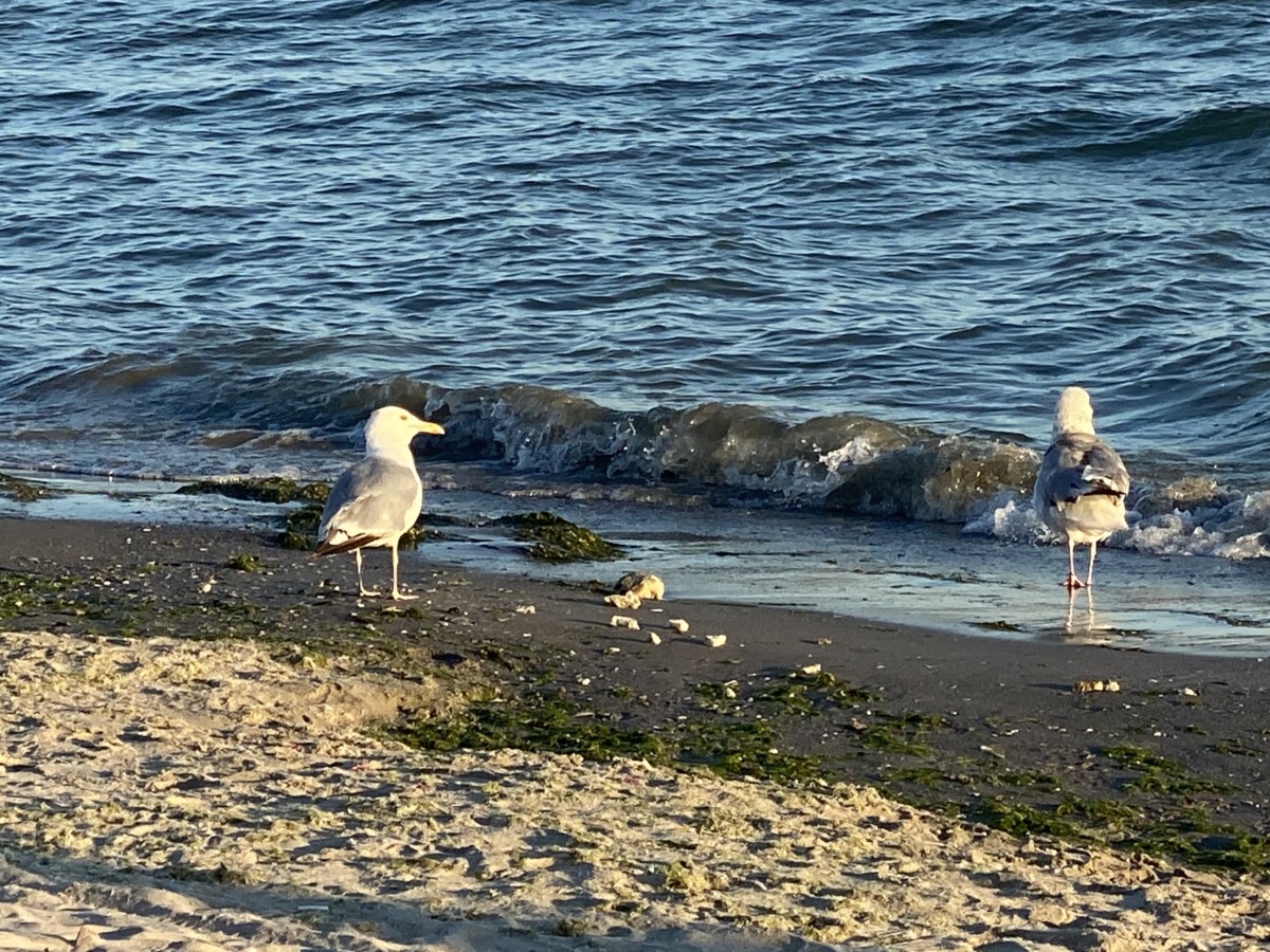 Чайки фото Коблево