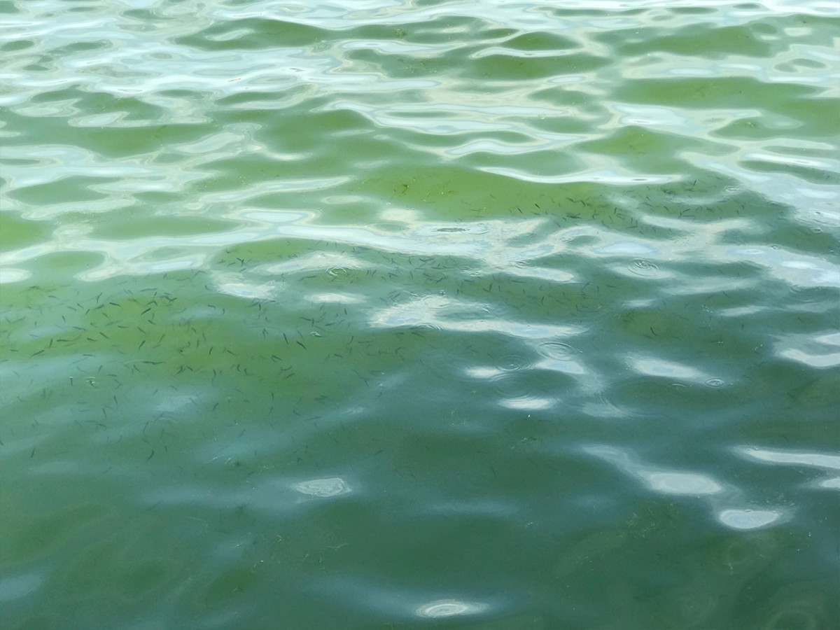 Фото Коблево рыбки