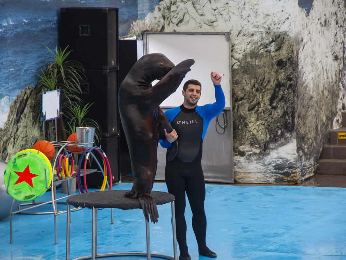 Посетить дельфинарий в Коблево