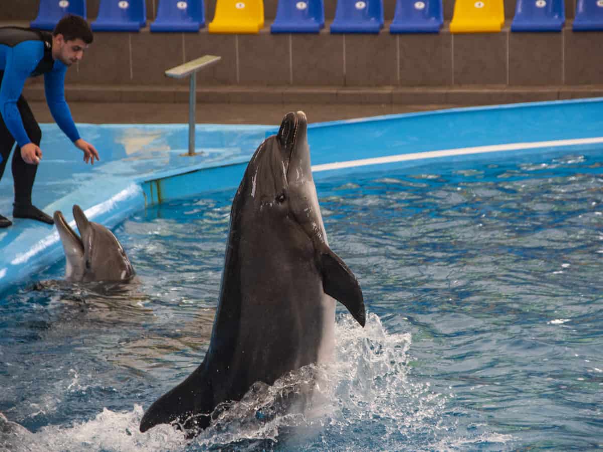 Развлечения для всей семьи в Коблево