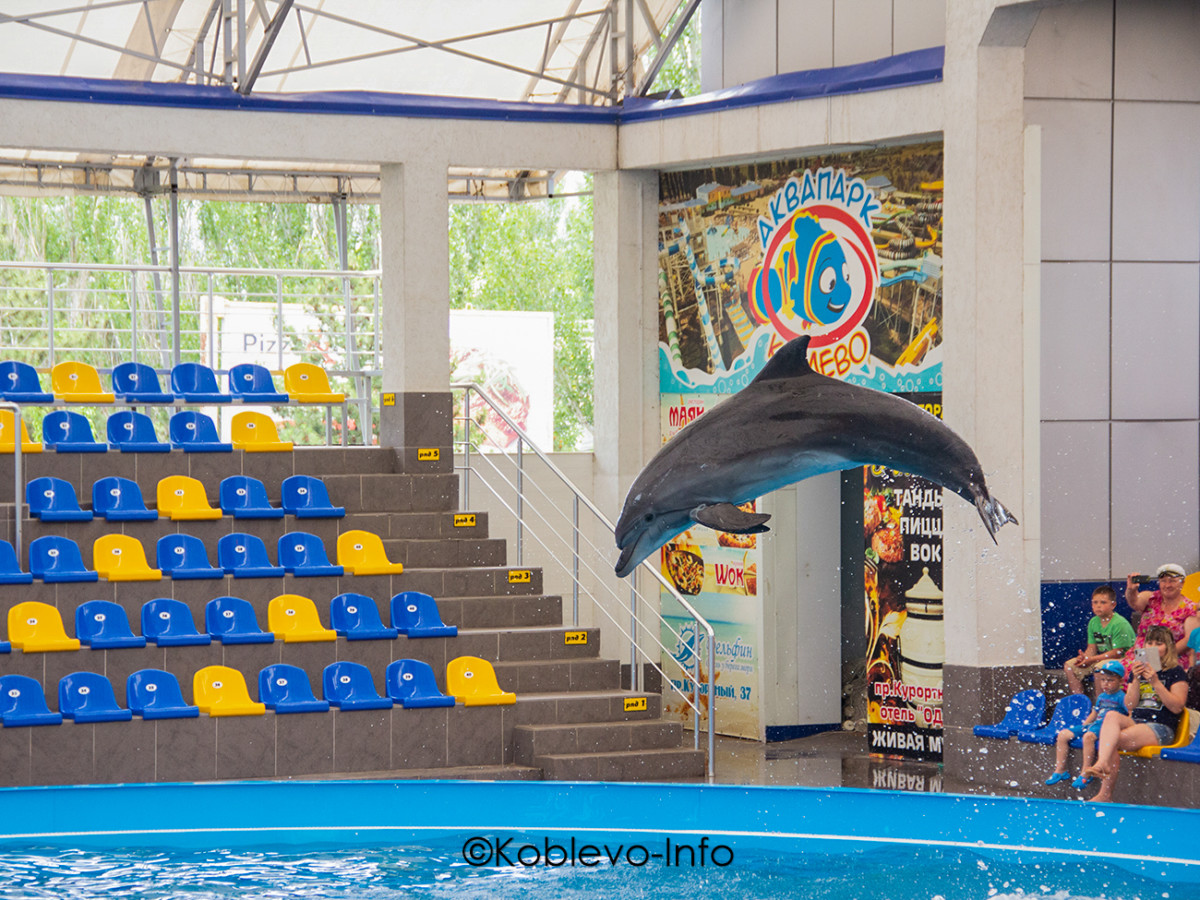 Посетить дельфинарий в Коблево