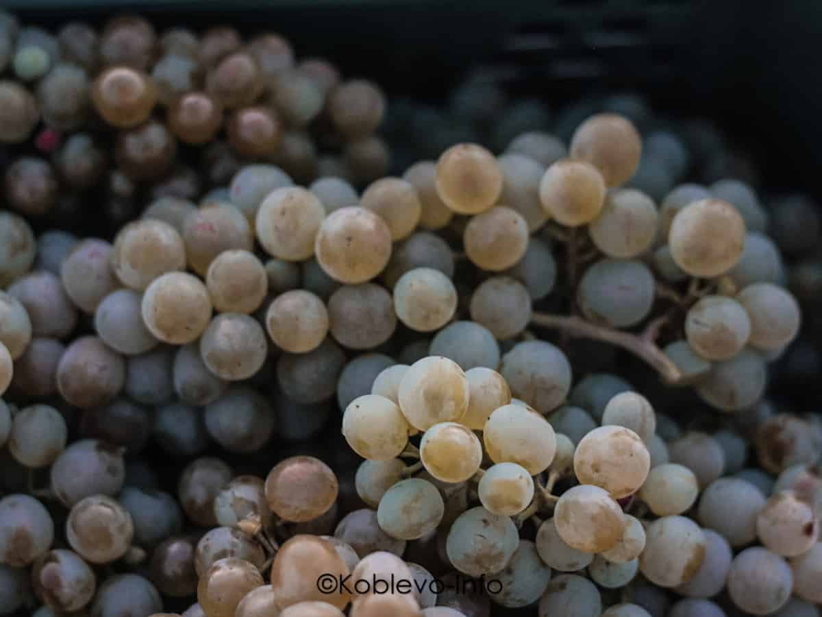 Сбор урожая на виноградниках Коблево