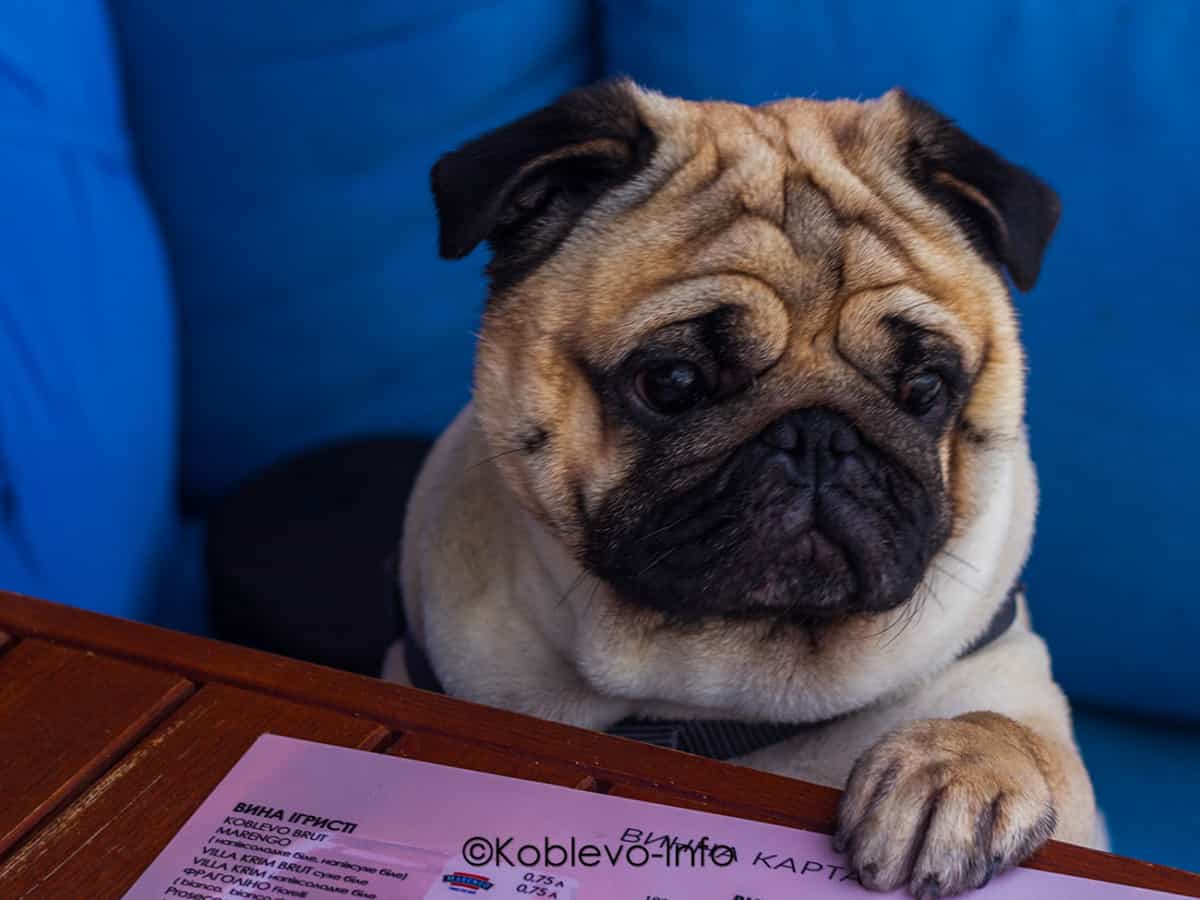 С животными на море в Коблево