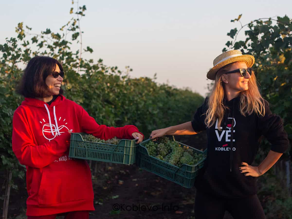 Сбор урожая на виноградниках в Коблево