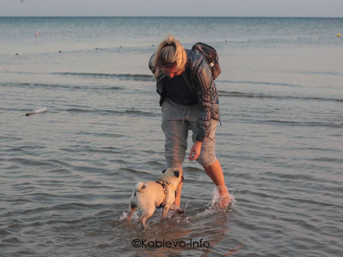 Отдохнуть на море с животными в Коблево
