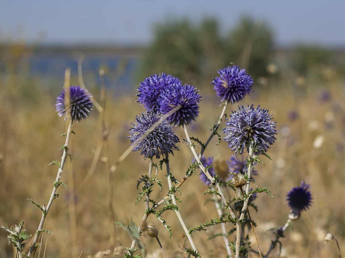 Все о курорте Коблево 2021 на Черном море летом