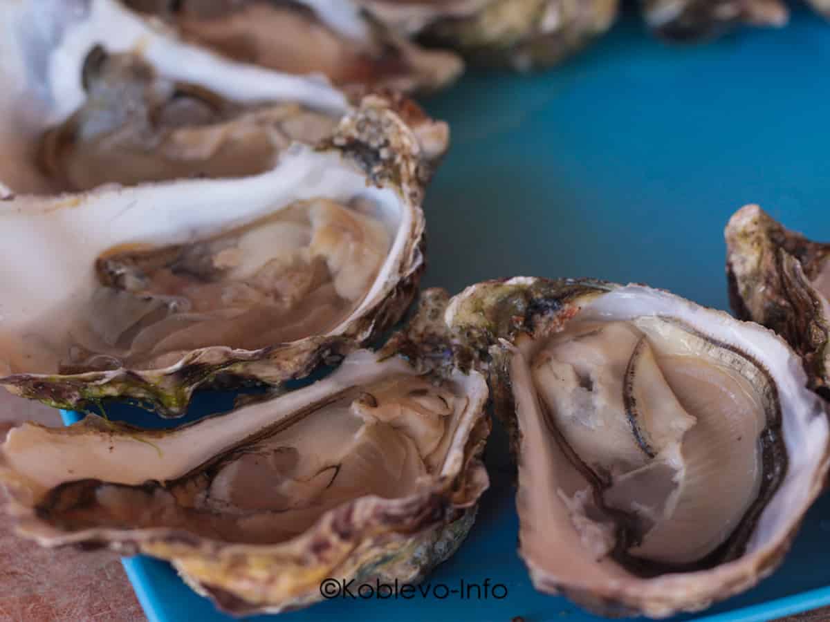 Устрицы в Коблево