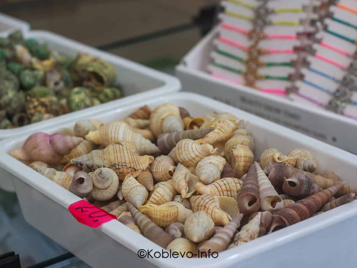 Купить ракушки в Коблево