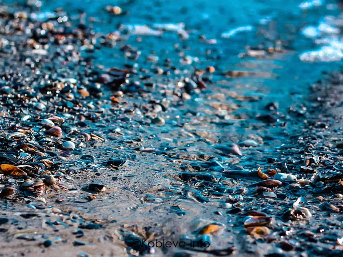 Сувенир ракушки из Коблево