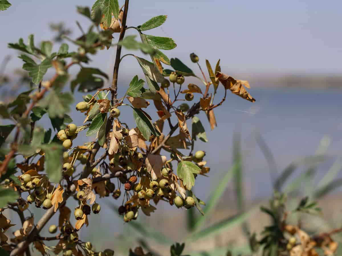 Фото Коблево летом