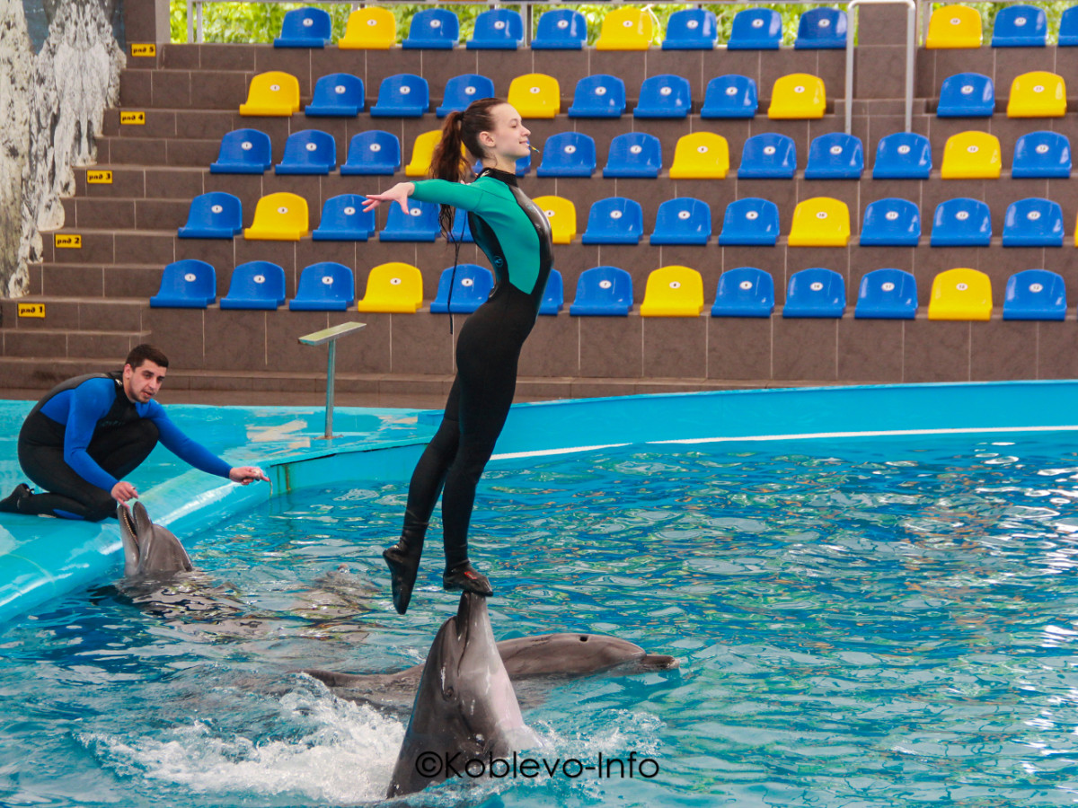 Развлечения для семьи в Коблево. Фото дельфинария