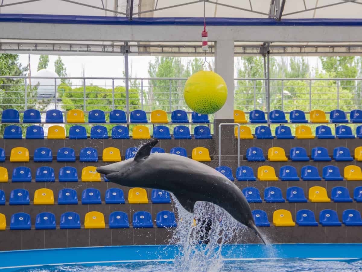 Дельфинарий Немо в Коблево