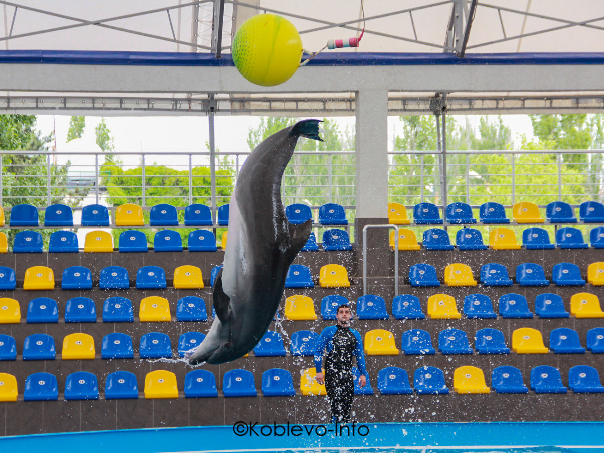 Семейный отдых в дельфинарии Немо в Коблево