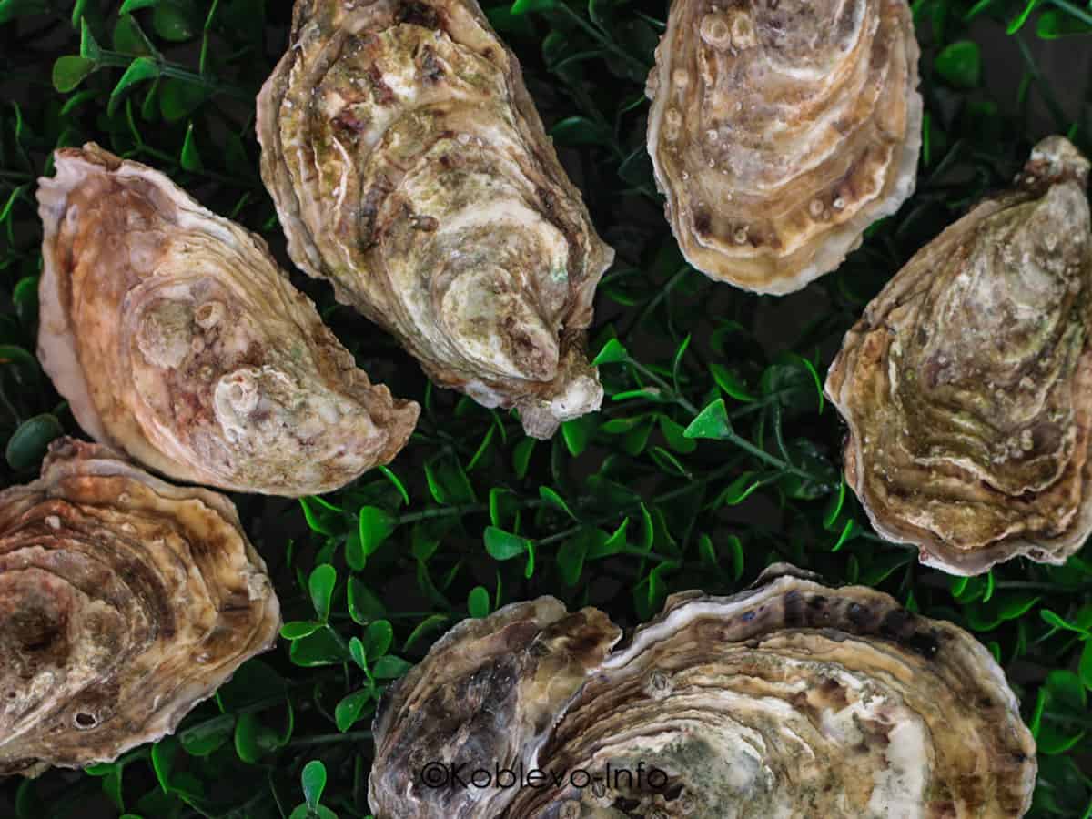 Устрицы в баре Бора Бора в Коблево