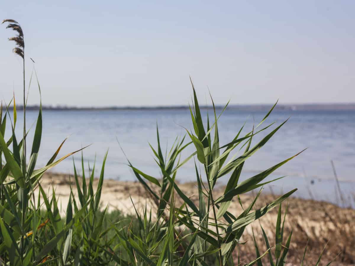 про Коблево