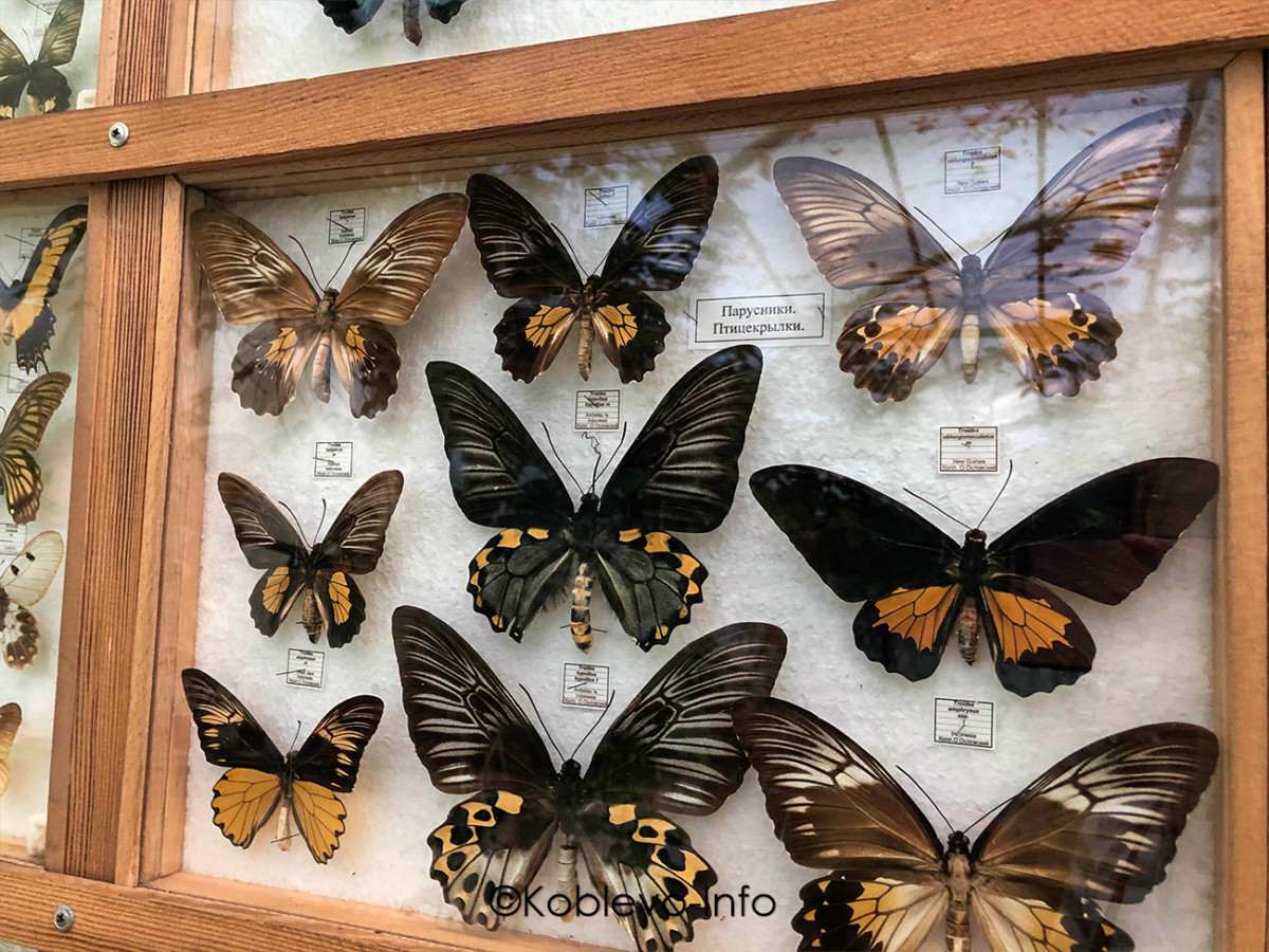 Выставки в Николаевском зоопарке