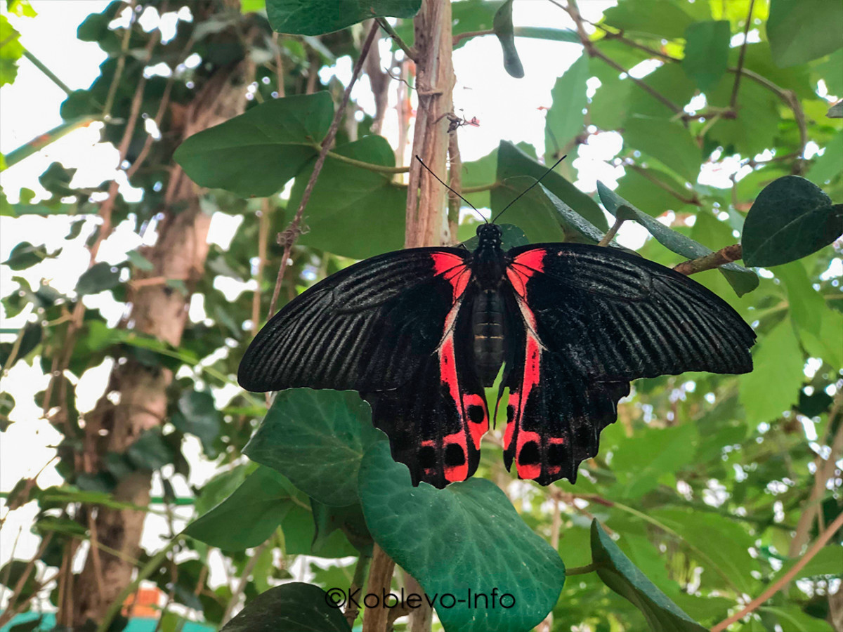 Виды бабочек в Николаевском зоопарке