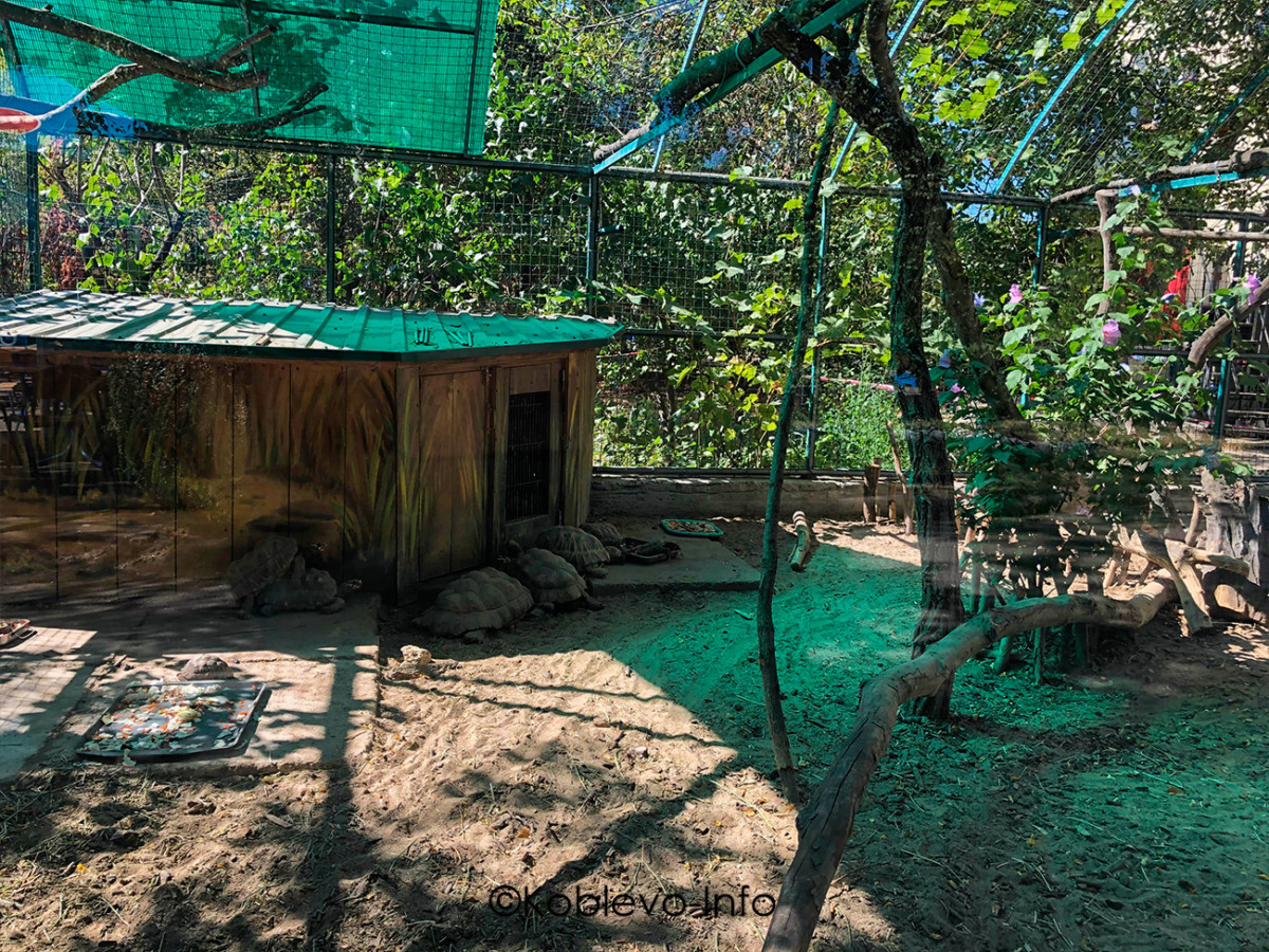 Вольер с большими черепахами в Николаевском зоопарке