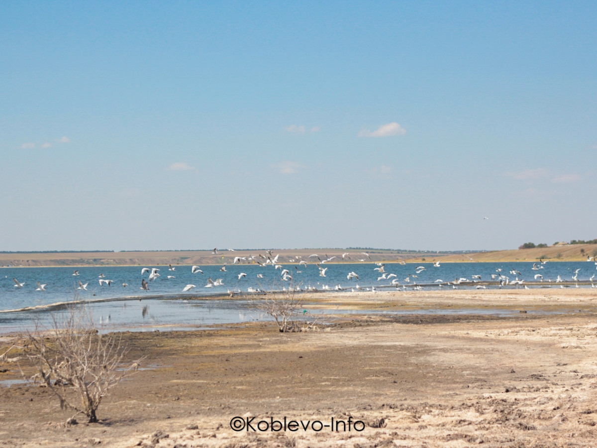 Лечебные грязи Тилигульского лимана в Коблево