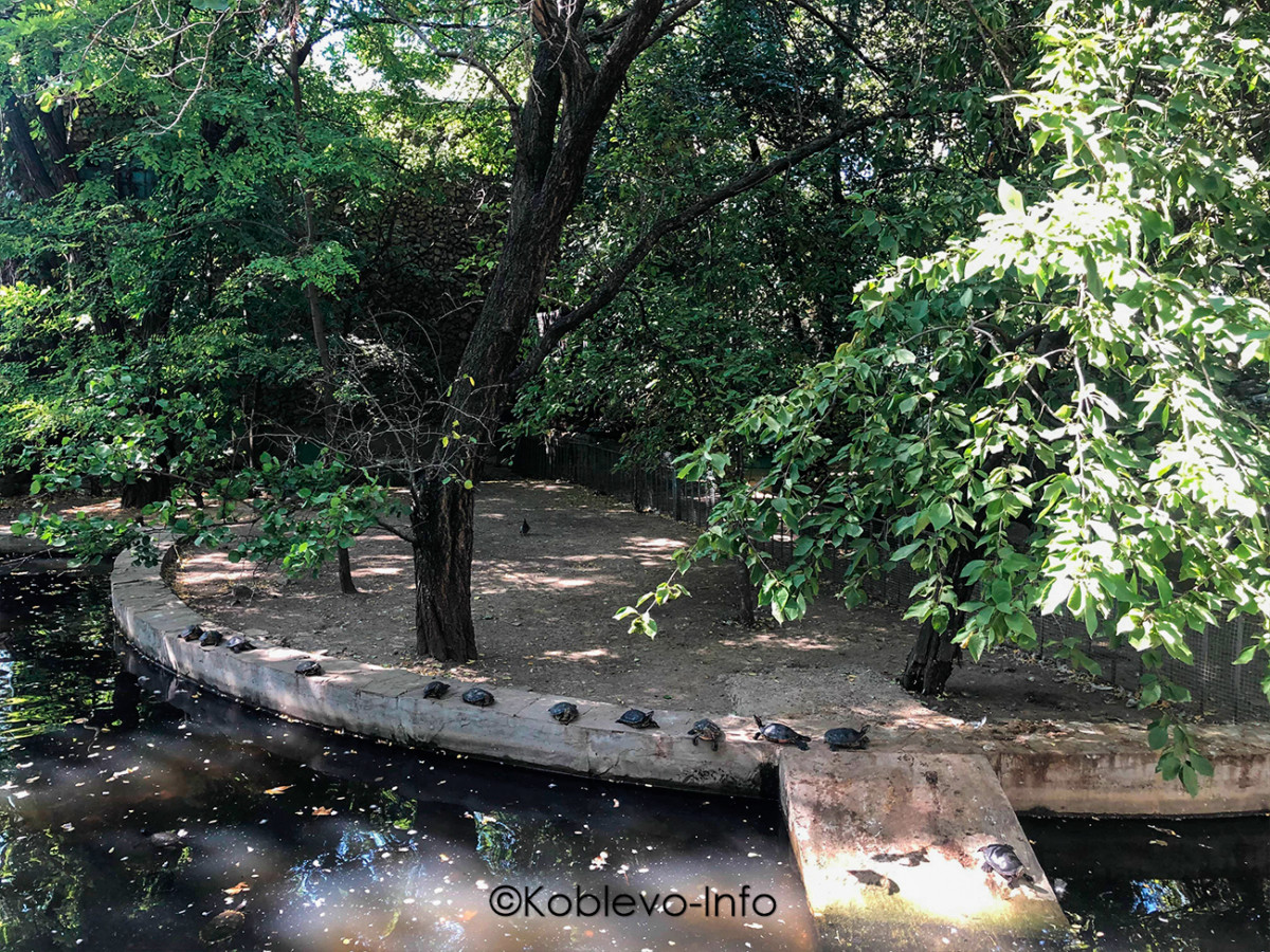 В Николаевском зоопарке есть черепахи