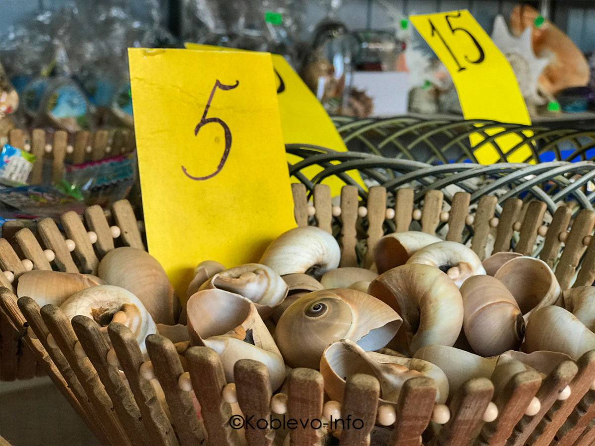 Купить ракушки в Коблево