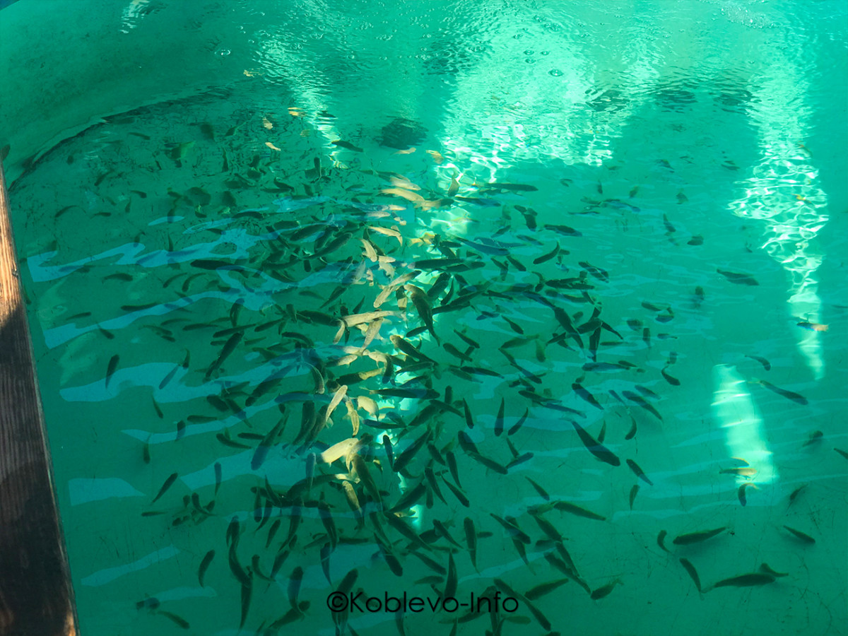 Пилинг рыбками в Коблево