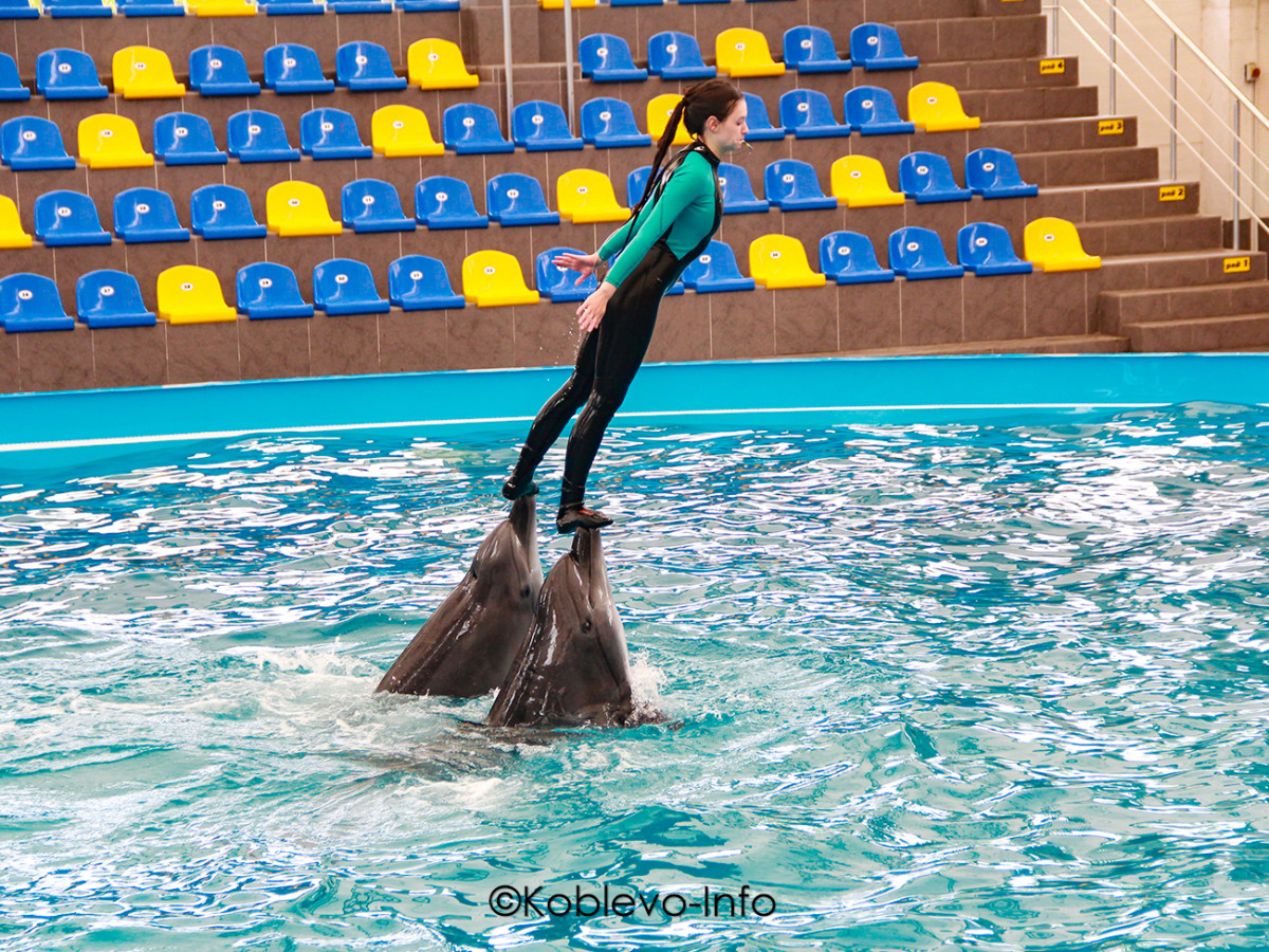 Дельфинарий в Коблево 2021