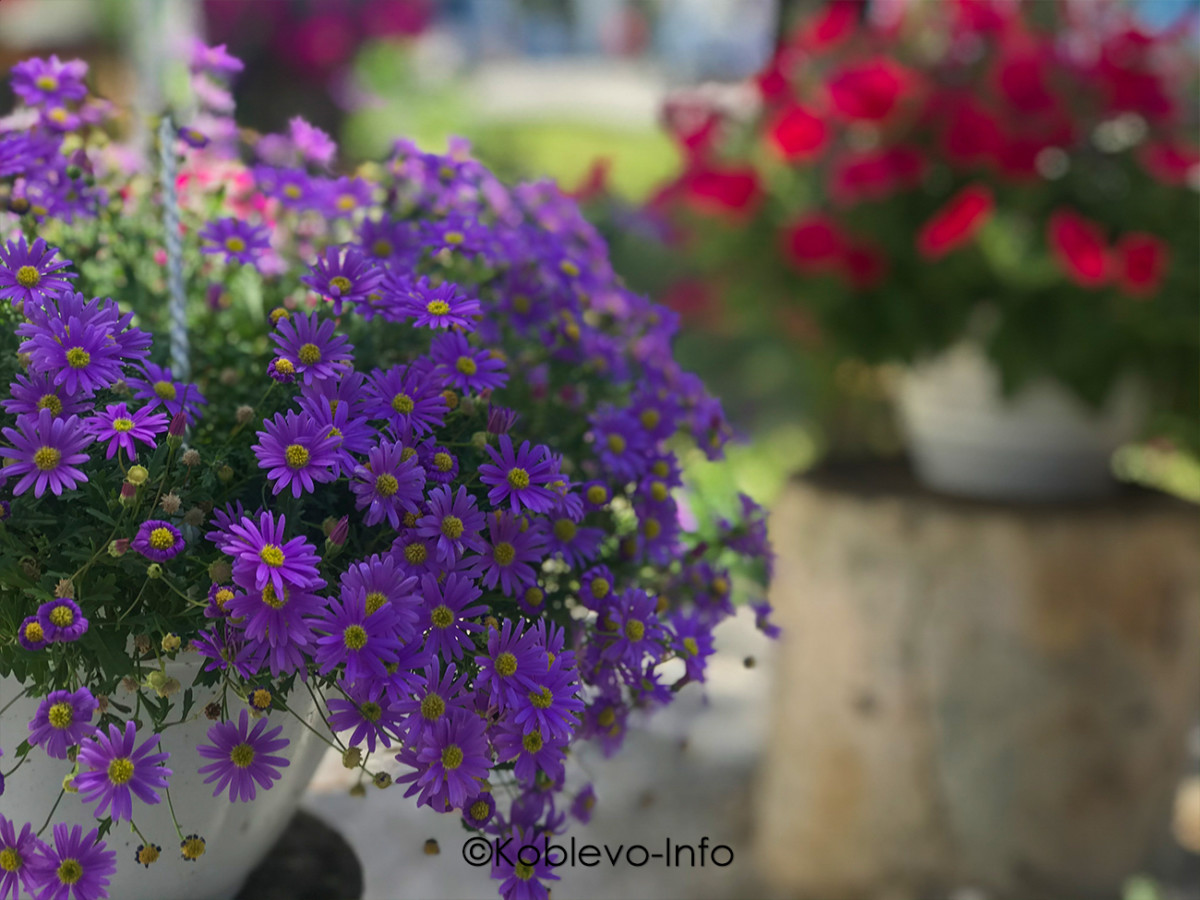 Цены на доставку цветов в магазине Новый сад в Коблево 2021