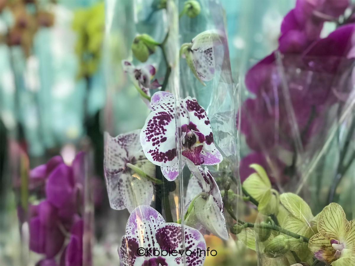 Доставка цветов в Коблево