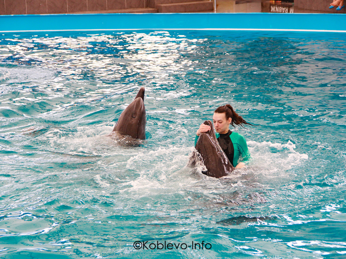 Тренер с дельфином в Коблево