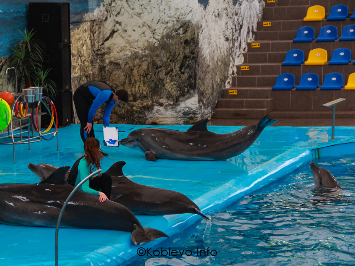 Представление в дельфинарии в Коблево