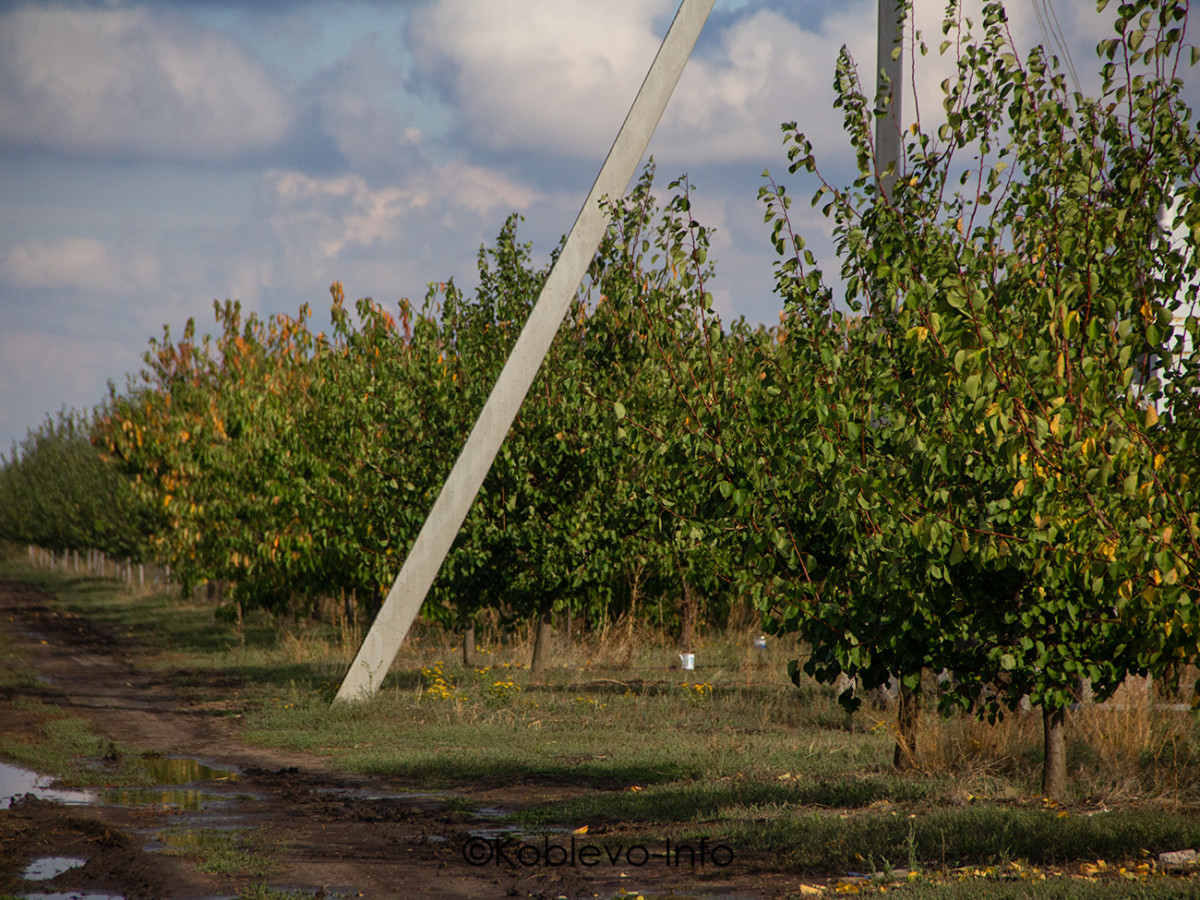 Как заказать экскурсию в яблочный сад