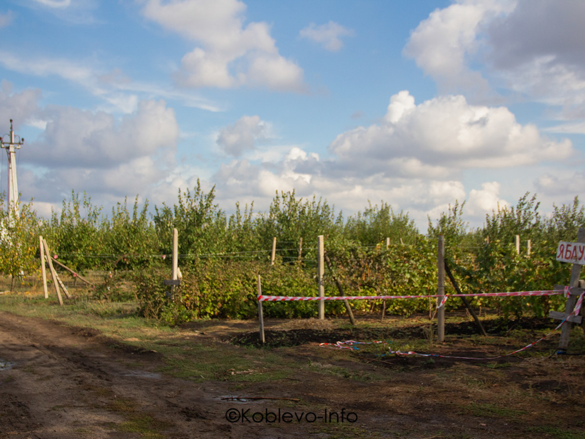 Сколько стоит экскурсия в яблочный сад
