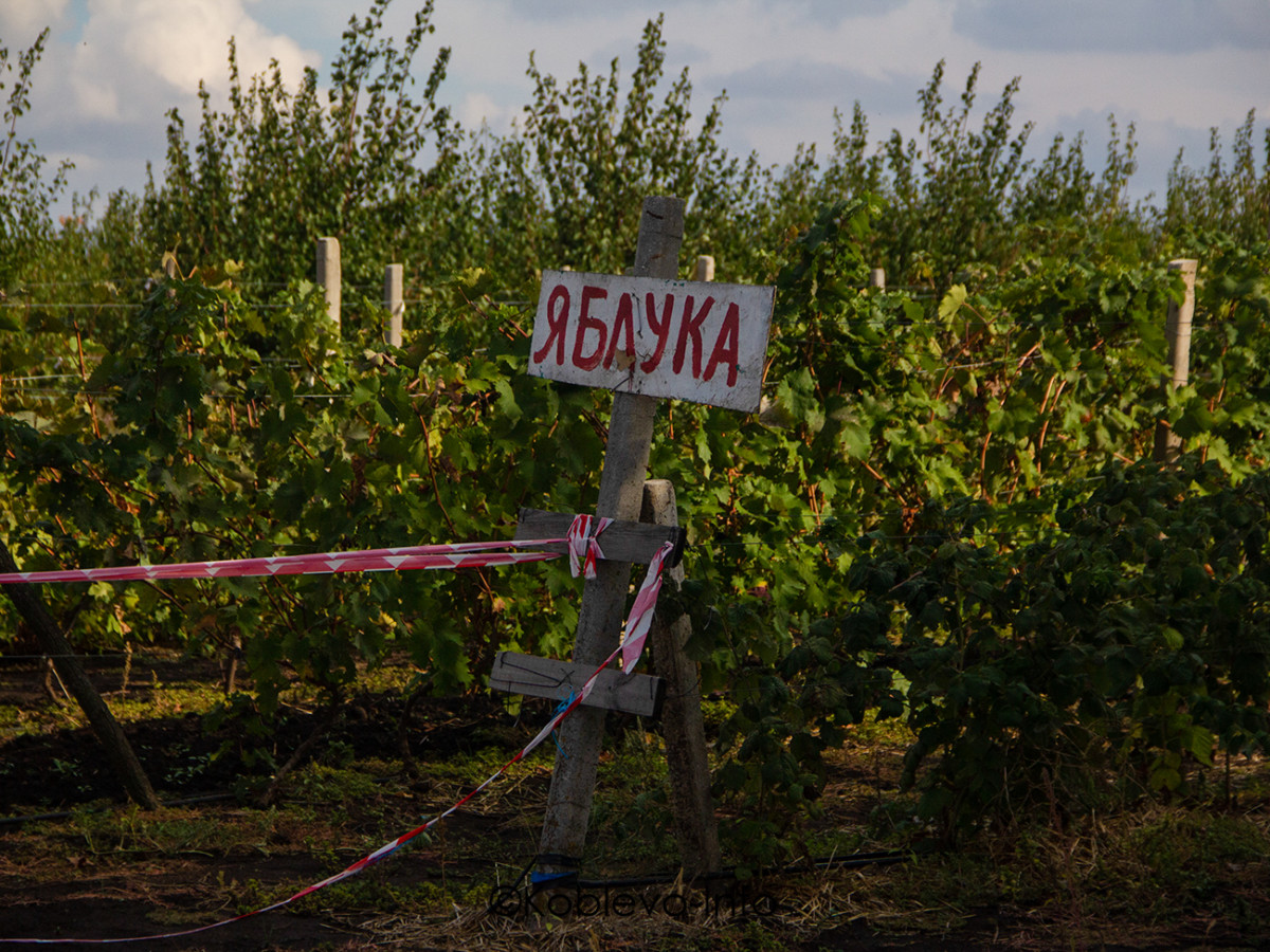 Экскурсии Коблево