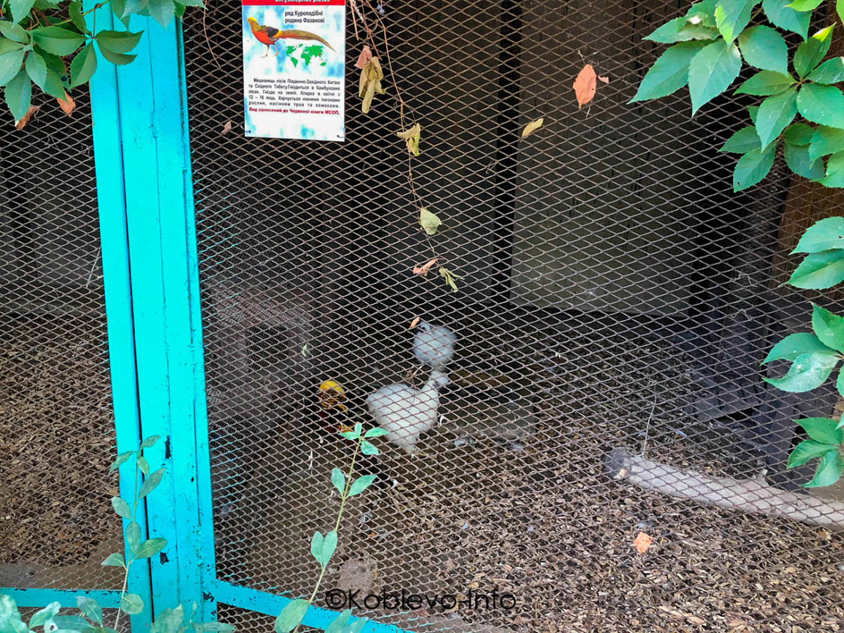 Птицы в Николаевском зоопарке