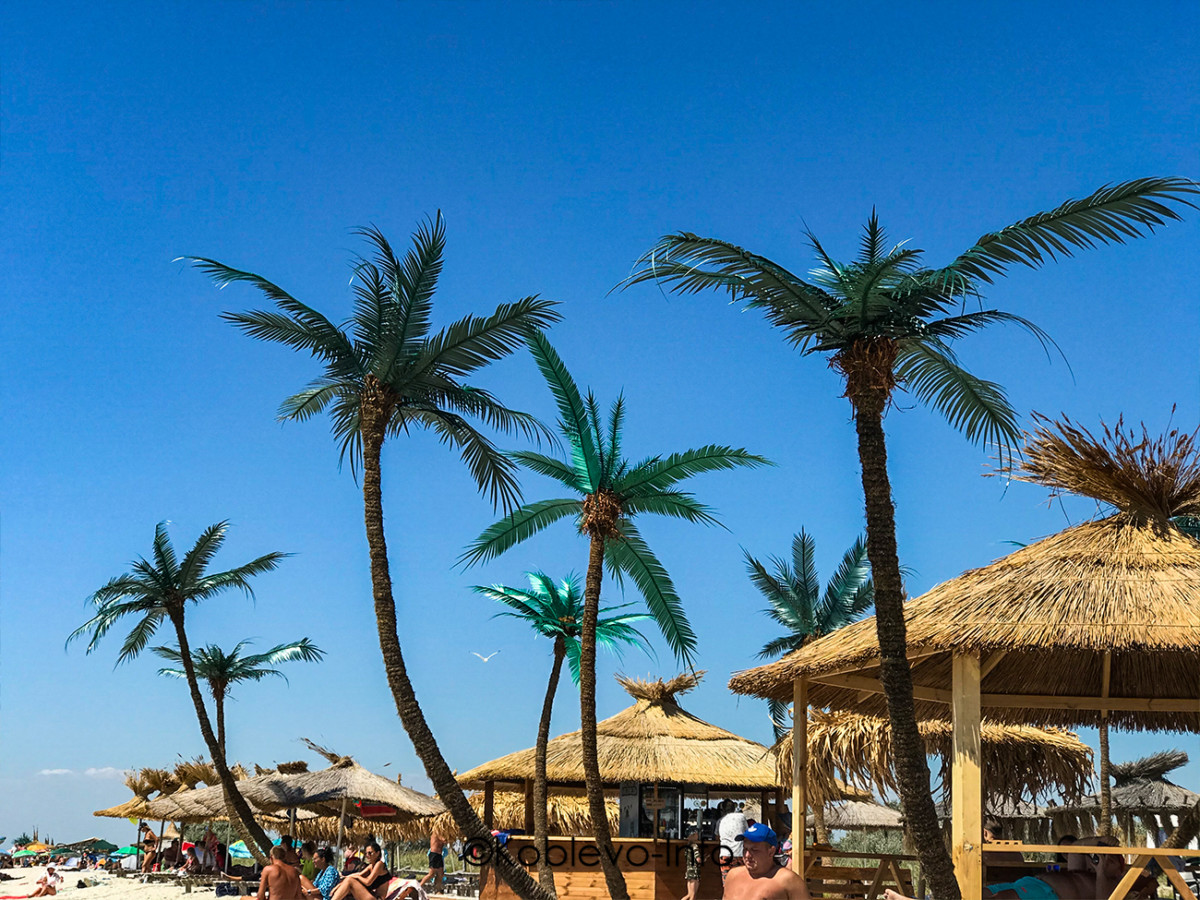 Пальмы на платном пляже на Кинбурнской косе