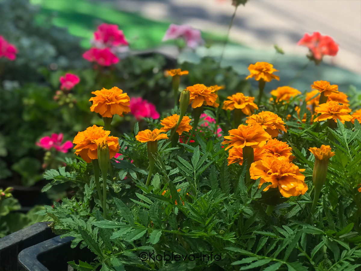 Заказать букет в Коблево