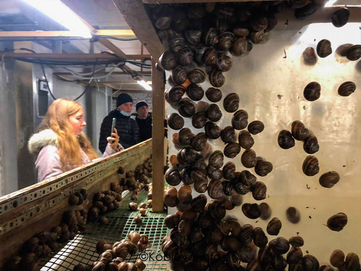 Экскурсия на Улиточную ферму в Николаевской области