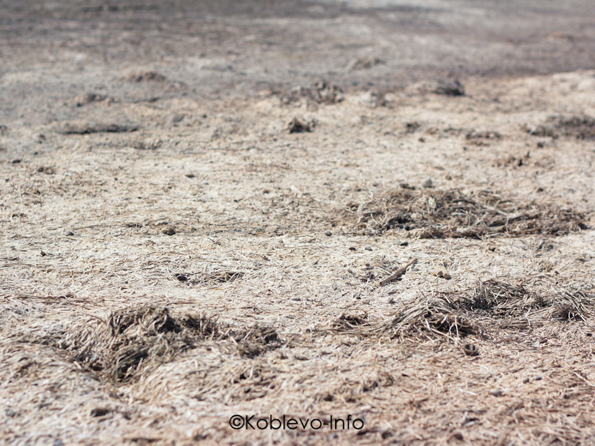 Грязи полезны для кожи и здоровья на Тилигульском лимане