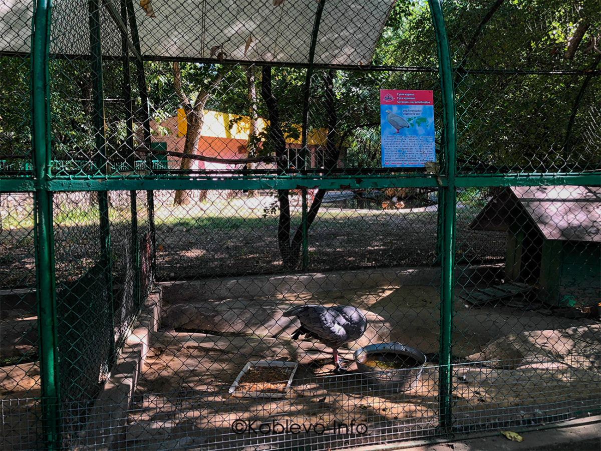 Фото гуся в Николаевском зоопарке