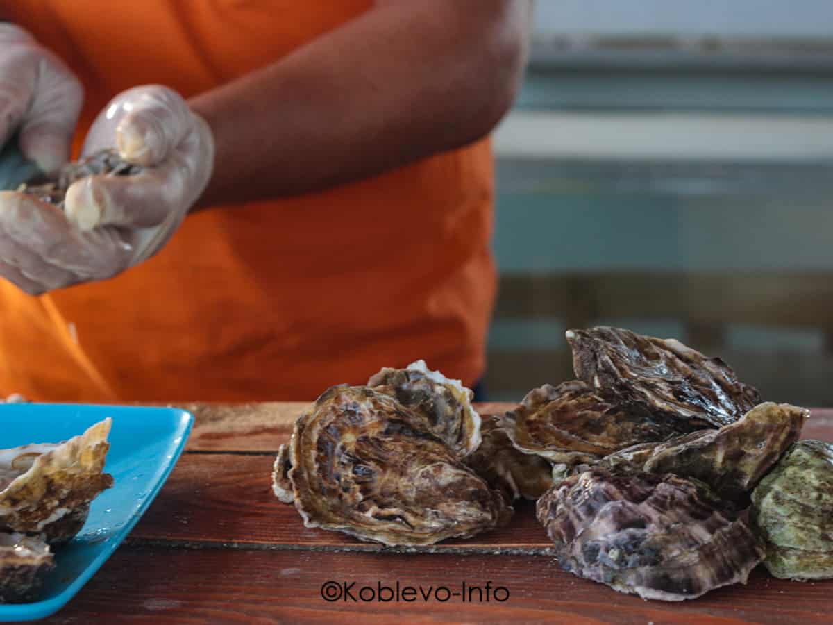 Польза устриц в экологии Тилигульского лимана