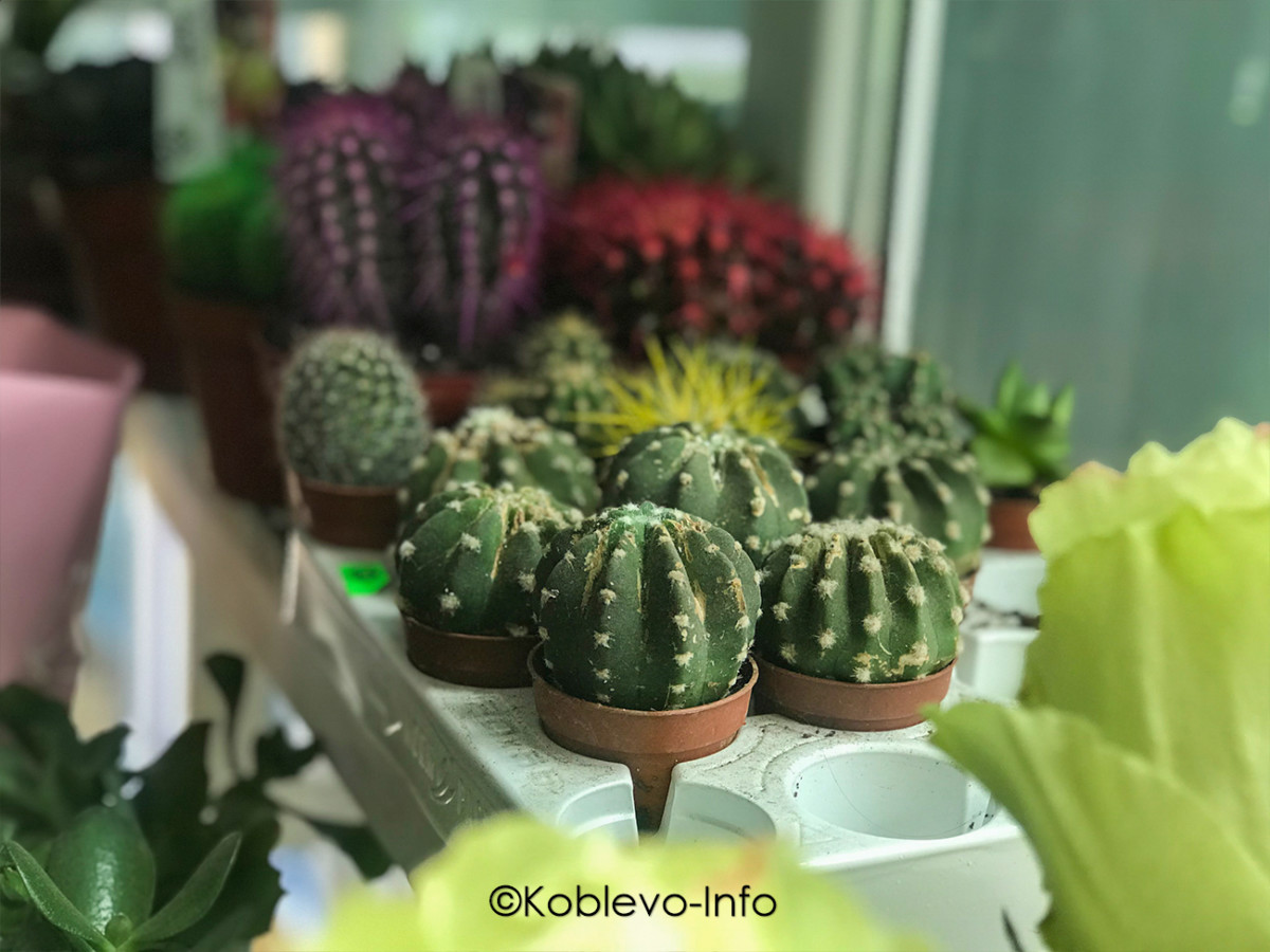 Доставка из магазина Новый сад в Коблево