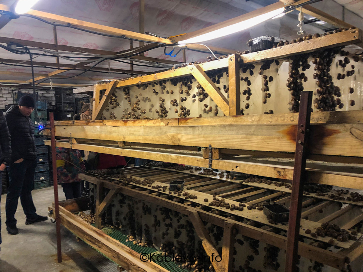 Производство для выращивания улиток на ферме Пан Равлик