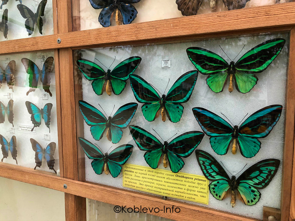 Посмотреть насекомых в зоопарке Николаева