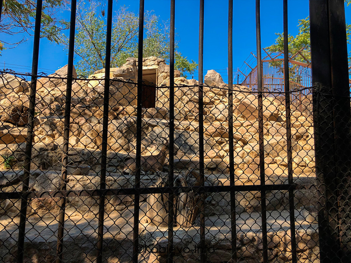 Какие животные есть в Николаевском зоопарке