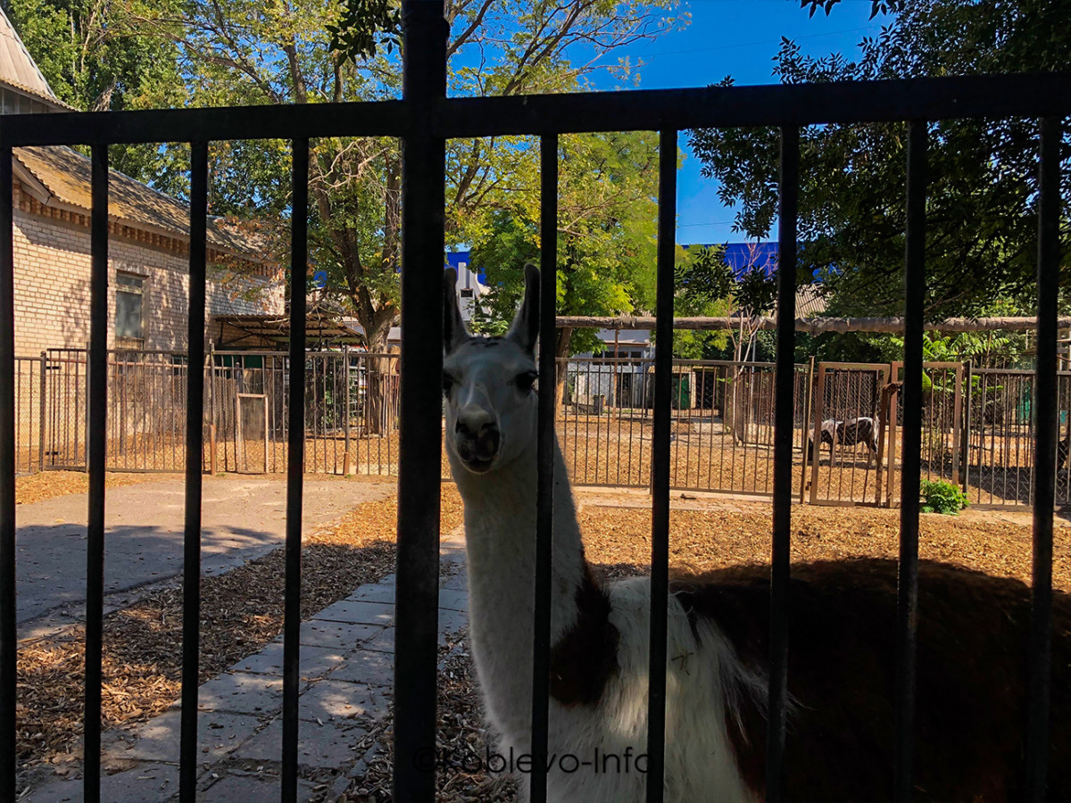 Поехать на экскурсию в Николаевский зоопарк из Коблево