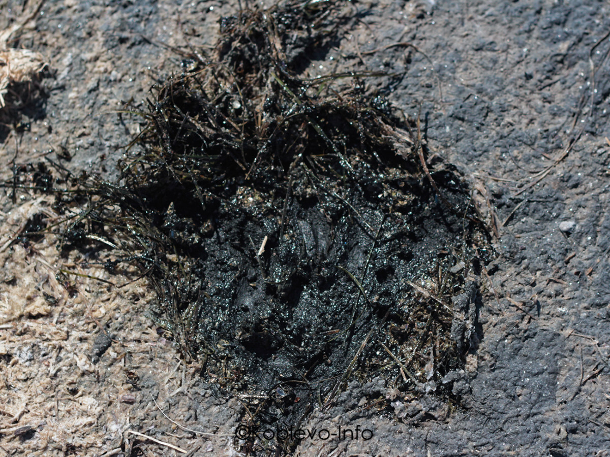 Где есть лечебные грязи