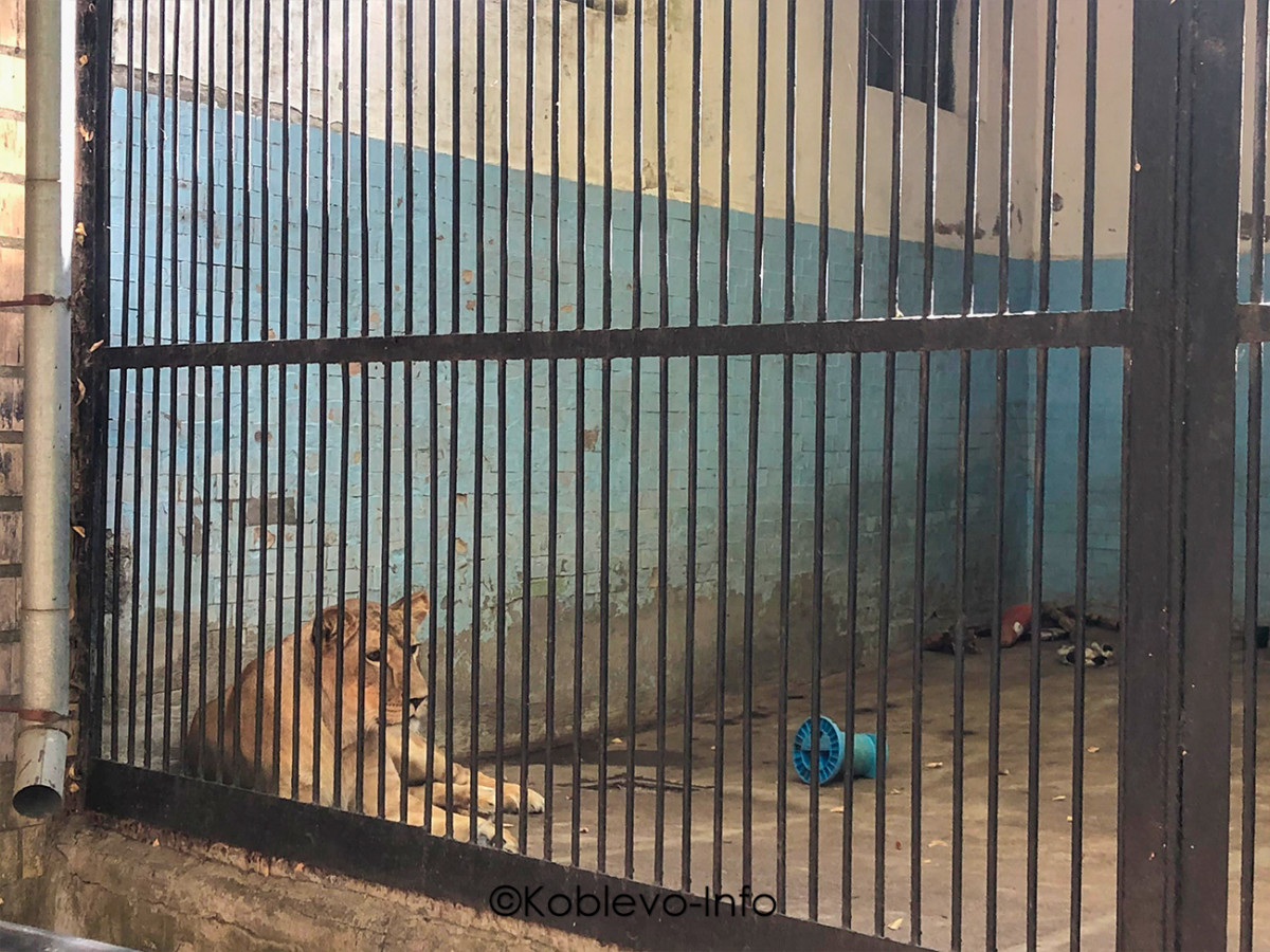 Вольер для кошачих в Зоопарке Николаева