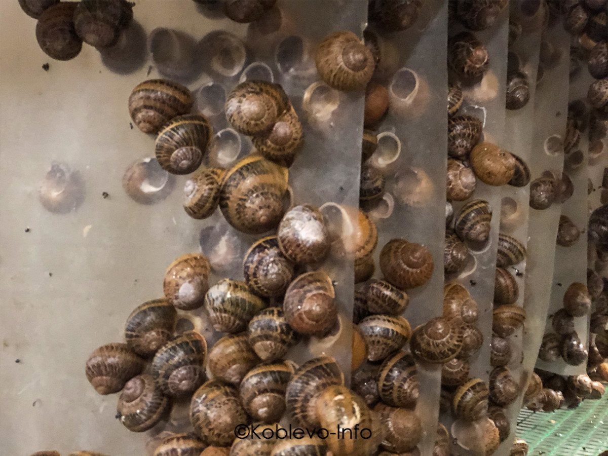 Как выращивают улиток на ферме