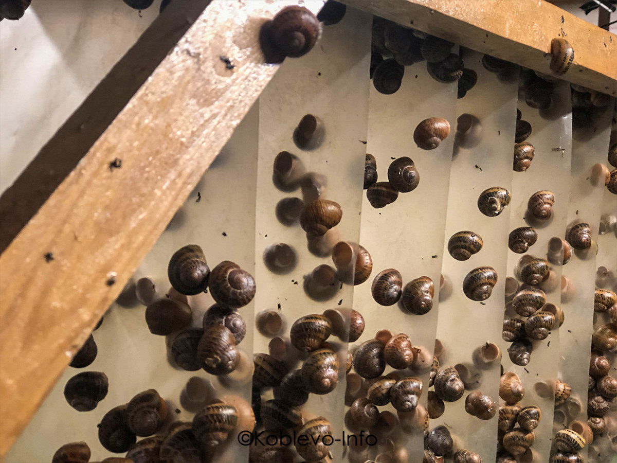 Условия для выращивания улиток на ферме Пан Равлик в Николаеве